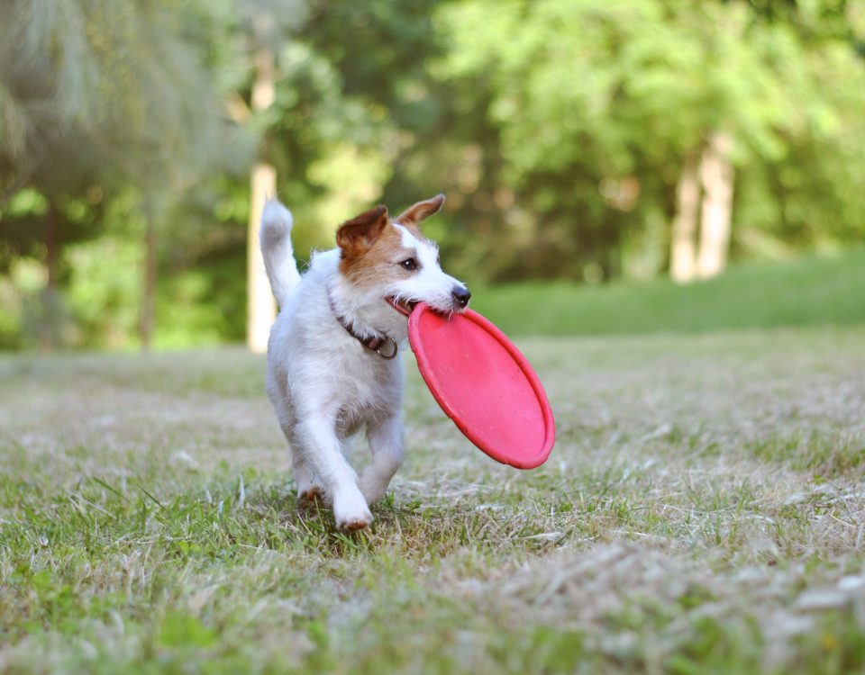 wiggly_field_dog_park_ntprd