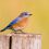 Bluebird Conservation Efforts in Local Parks