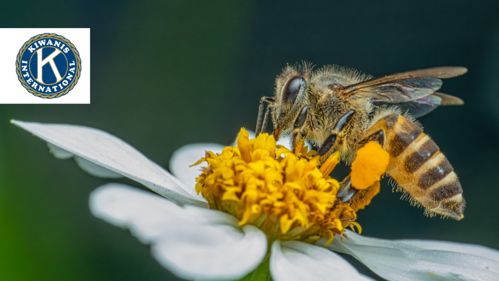 Ages: 7 - 12 (with caregiver)
Saturday, May 16
10 - 11am
Snyder Park Kiwanis
Children’s Garden
Deadline: May 11
FREE