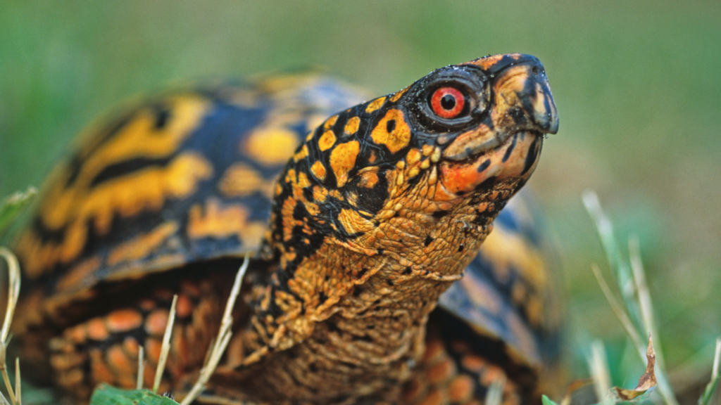 Ages 5 - 12 (with a caregiver)
Friday, June 12
10:30 - 11:30am
Davidson Interpretive Center
Deadline: June 9
FREE